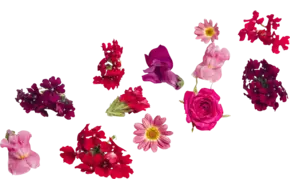 Eetbare bloem Valentijn mix 20-25st